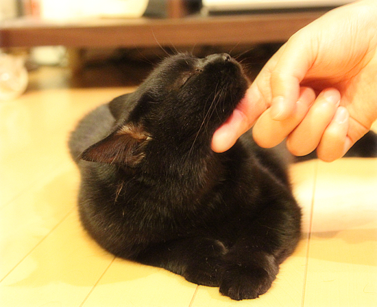沸騰猫!まめ_a0389088_17482065.jpg