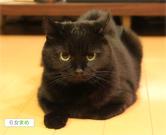 沸騰猫!まめ_a0389088_17482084.jpg