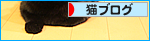 沸騰猫!まめ_a0389088_17482156.jpg