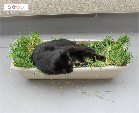 今年の漢字in黒猫牧場_a0389088_17492854.jpg