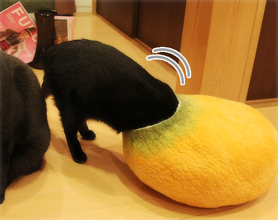 正体見破ったり!!_a0389088_17494459.jpg