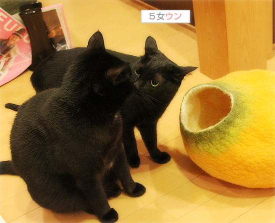 正体見破ったり!!_a0389088_17494497.jpg
