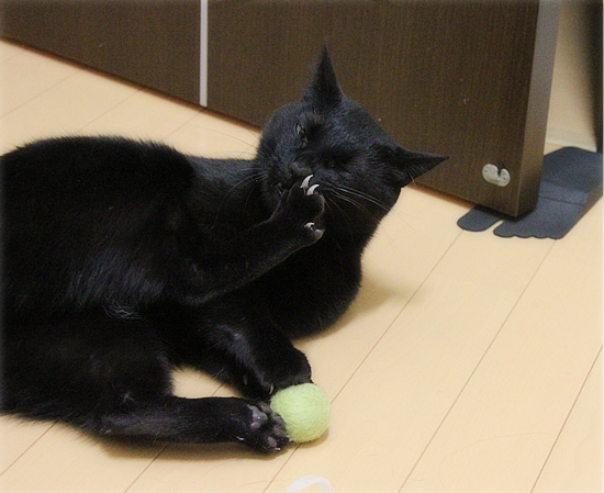 日曜日の猛抗議_a0389088_17495900.jpg
