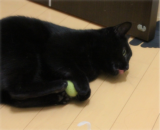 日曜日の猛抗議_a0389088_17495917.jpg