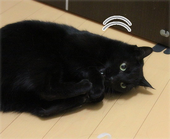 日曜日の猛抗議_a0389088_17495932.jpg