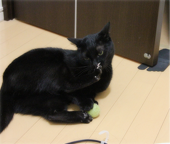 日曜日の猛抗議_a0389088_17495936.jpg