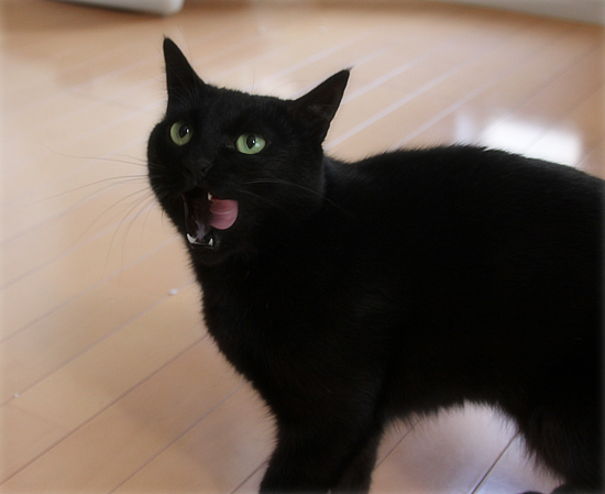 人間に変身するおもちゃ_a0389088_17500170.jpg