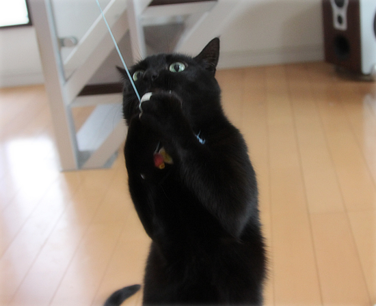 人間に変身するおもちゃ_a0389088_17500197.jpg