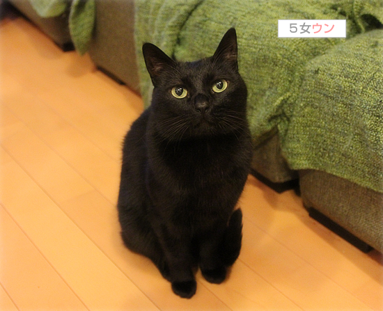 目からうろこのパンケーキ_a0389088_17505089.jpg