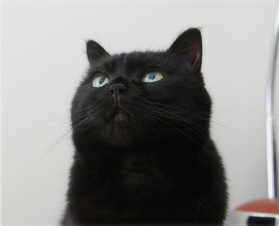 うさぎのほっぺには・・・?_a0389088_17505531.jpg