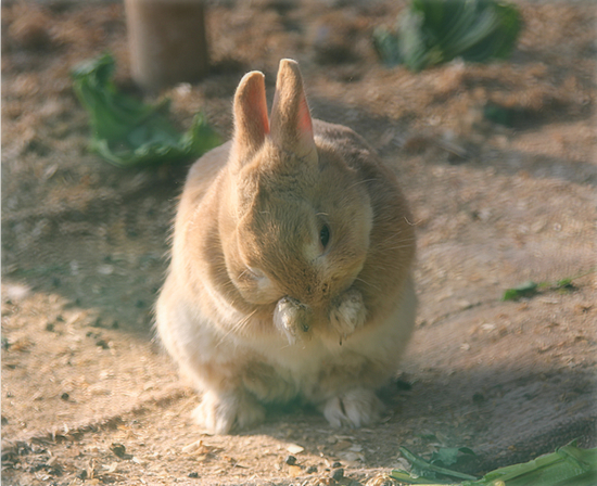 うさぎのほっぺには・・・?_a0389088_17505541.jpg