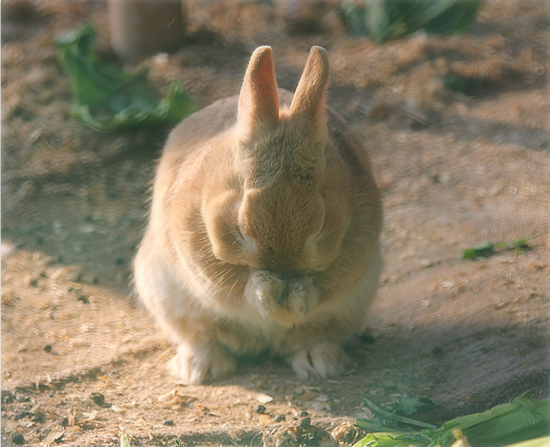 うさぎのほっぺには・・・?_a0389088_17505543.jpg