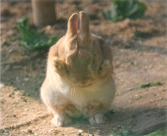 うさぎのほっぺには・・・?_a0389088_17505553.jpg