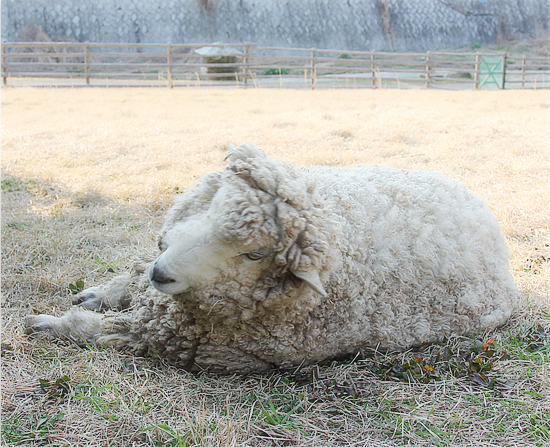 うさぎのほっぺには・・・?_a0389088_17505637.jpg
