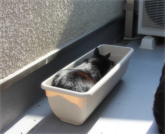真っ黒の集会_a0389088_17505729.jpg