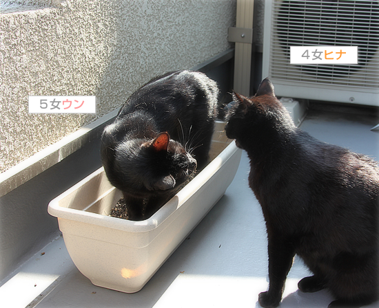 真っ黒の集会_a0389088_17505748.jpg