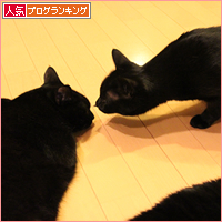 猫の表情_a0389088_17510188.jpg