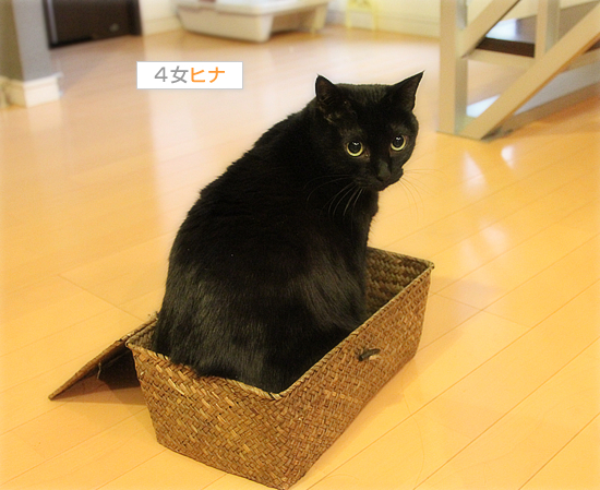 猫それぞれの遊び方_a0389088_17510597.jpg