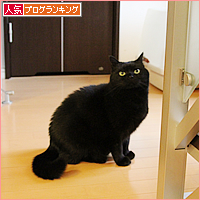 猫それぞれの遊び方_a0389088_17510628.jpg