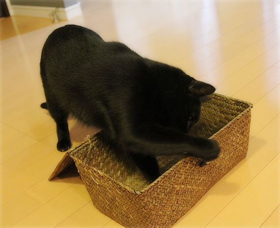 猫それぞれの遊び方_a0389088_17510644.jpg