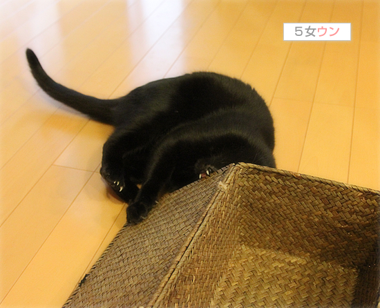 猫それぞれの遊び方_a0389088_17510670.jpg