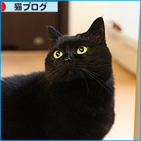 猫それぞれの遊び方_a0389088_17510680.jpg