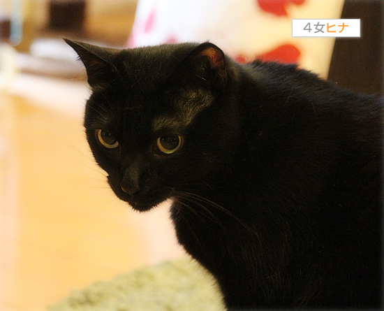 猫それぞれの遊び方_a0389088_17510697.jpg