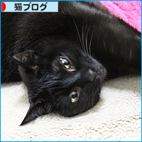 爪とぎ活用法?_a0389088_17510744.jpg