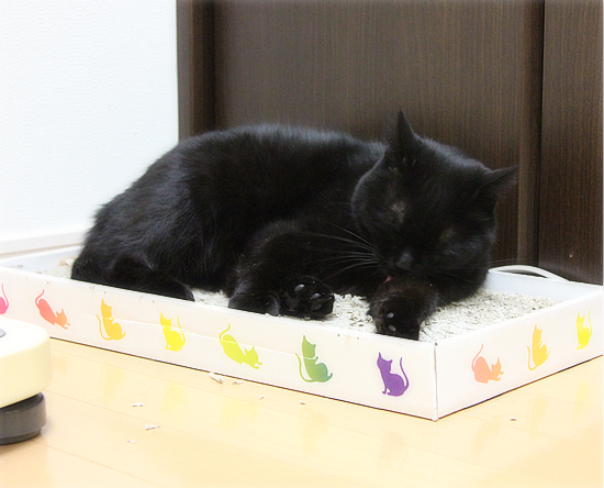 爪とぎ活用法?_a0389088_17510787.jpg