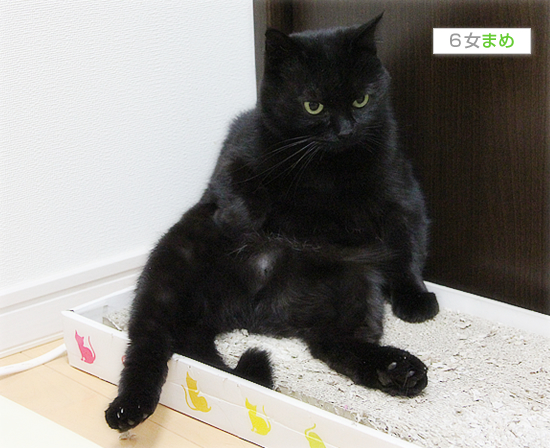 爪とぎ活用法?_a0389088_17510791.jpg