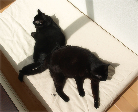 今は亡きキミのこと_a0389088_17511110.jpg