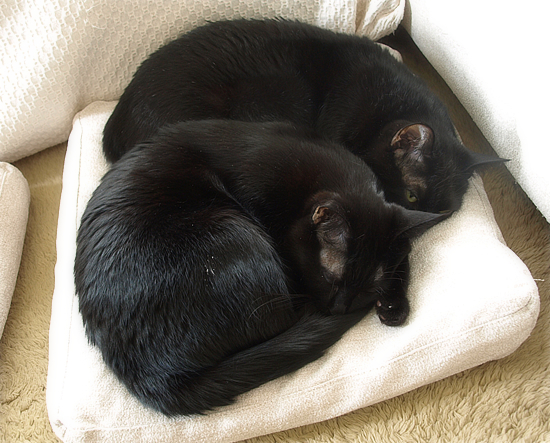 今は亡きキミのこと_a0389088_17511160.jpg