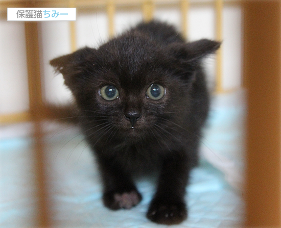 子猫なりに・・・_a0389088_17533563.jpg