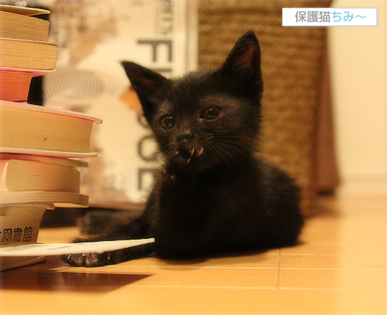 あなたは、どう思いますか?_a0389088_17534773.jpg