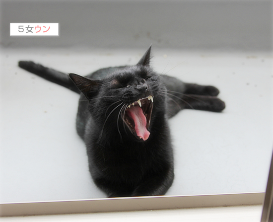黒猫のあくび_a0389088_17535970.jpg