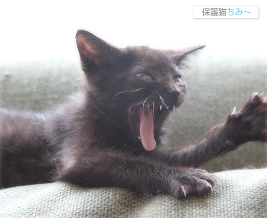 黒猫のあくび_a0389088_17540022.jpg