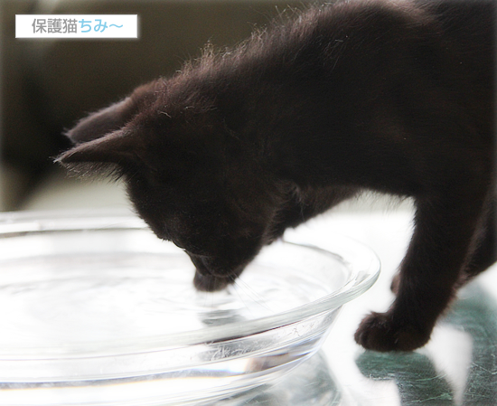子猫冒険記_a0389088_17540037.jpg