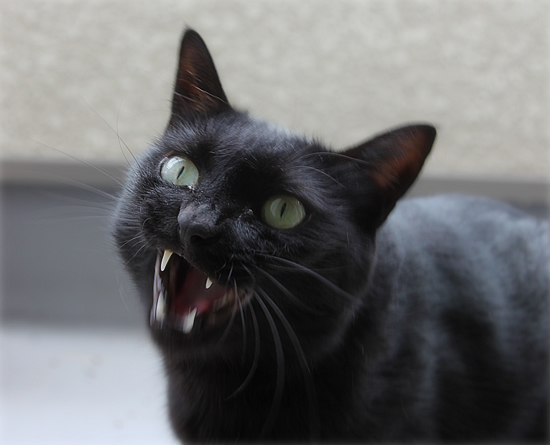 黒猫のあくび_a0389088_17540055.jpg