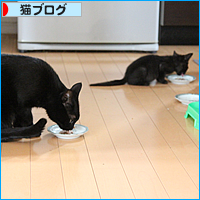 黒猫のあくび_a0389088_17540082.jpg