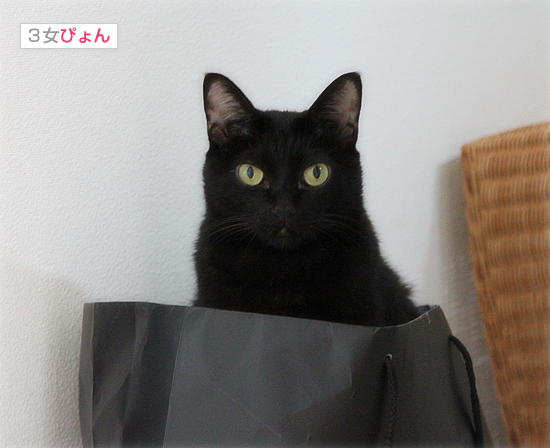 子猫冒険記_a0389088_17540176.jpg