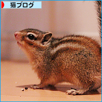 子猫冒険記_a0389088_17540187.jpg