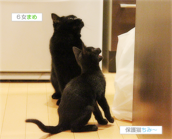 一番強いのは・・・_a0389088_17541752.jpg
