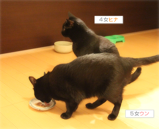 一番強いのは・・・_a0389088_17541836.jpg