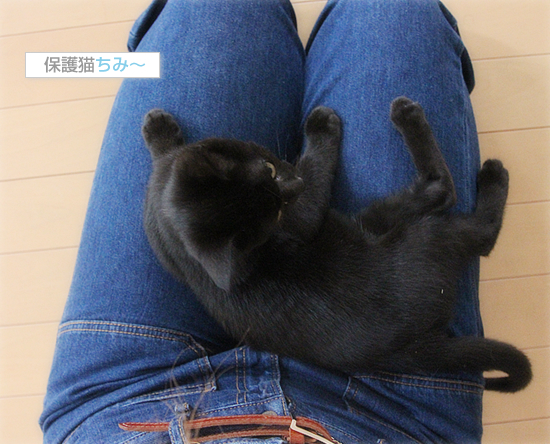 猫のいる家庭にはつきものなこと_a0389088_17542318.jpg