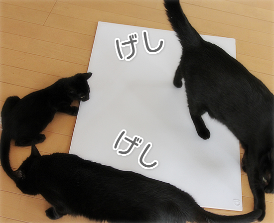 猫のいる家庭にはつきものなこと_a0389088_17542320.jpg