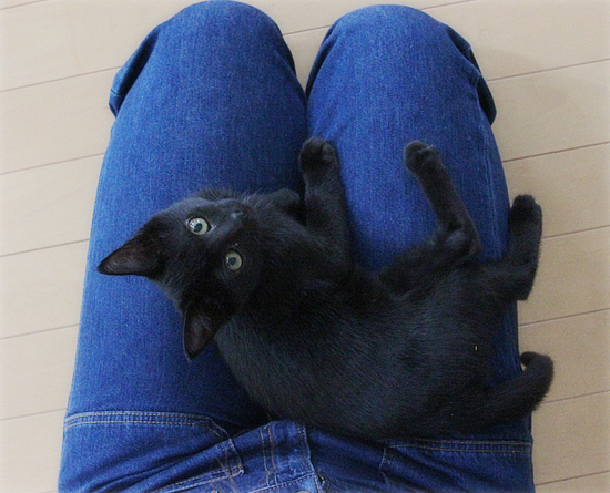 猫のいる家庭にはつきものなこと_a0389088_17542344.jpg