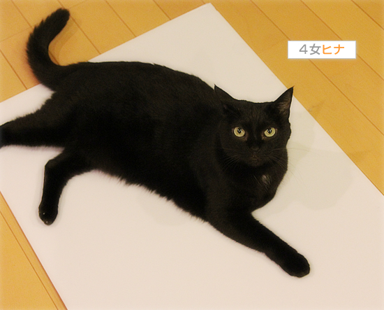 猫のいる家庭にはつきものなこと_a0389088_17542372.jpg