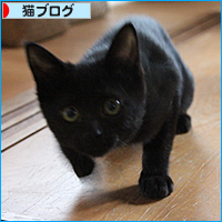 猫のいる家庭にはつきものなこと_a0389088_17542383.jpg