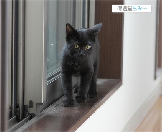 母猫の愛_a0389088_17542902.jpg