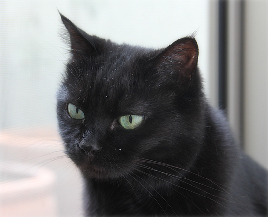 母猫の愛_a0389088_17543037.jpg